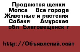 Продаются щенки Мопса. - Все города Животные и растения » Собаки   . Амурская обл.,Благовещенск г.